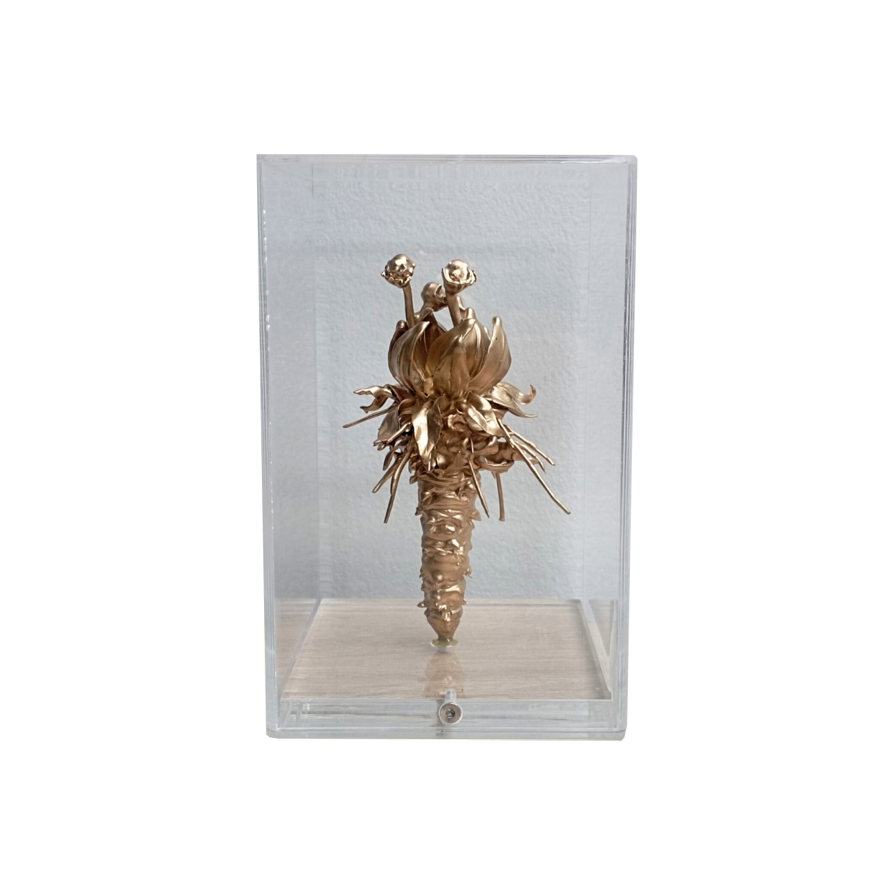 ElCoso_Verónica_Muñoz_Los_Frailejones